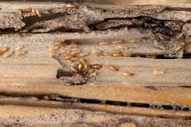 Best Wasp Removal Services  in Weleetka, OK